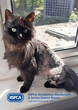 RSPCA GAVE PEANUT A SECOND CHANCE - PLEASE DONATE TO HELP US CARE FOR MORE CATS!