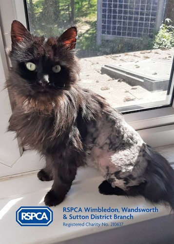 Rspca gave peanut second - rspca, a