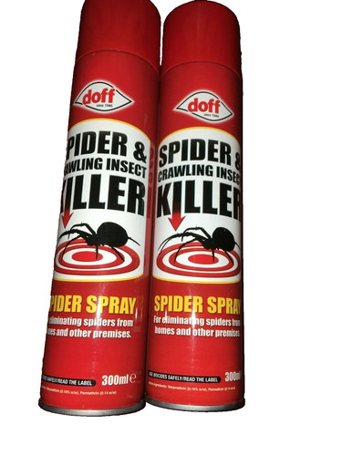 Spider crawling insect - spider,