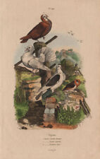 Pigeons. Cravatte français. Nonain capucin. Trembleur Paon (Fantail) 1833