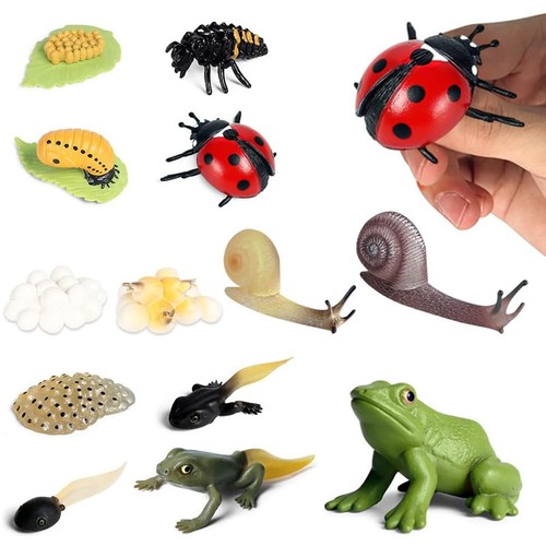 Insect life cycle toys 13pcs - toys,