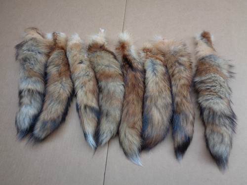 Large tanned red fox - red,