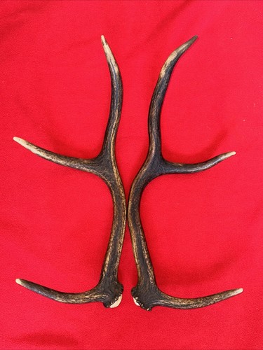 Pair red deer - pair,