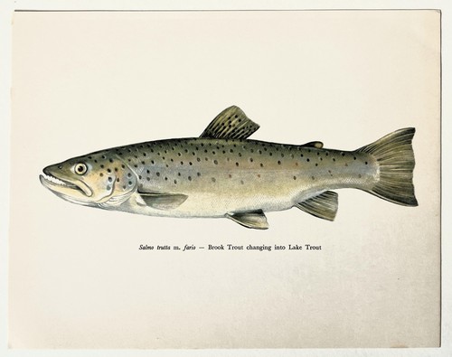 Brook trout lake - lake,