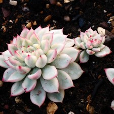 Echeveria Mebina variegated, 5cm Eye catching Tiny Elegant Korean Succulent