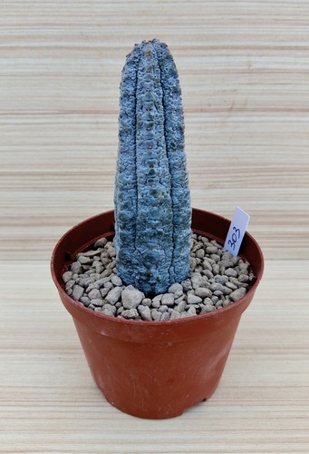 Euphorbia abdelkuri h11 - euphorbia, cm