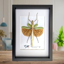 Paracyphocrania major, Giant Indonesian stick insect, taxidermy present,