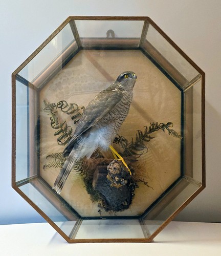 Eurasian sparrow hawk - eurasian,