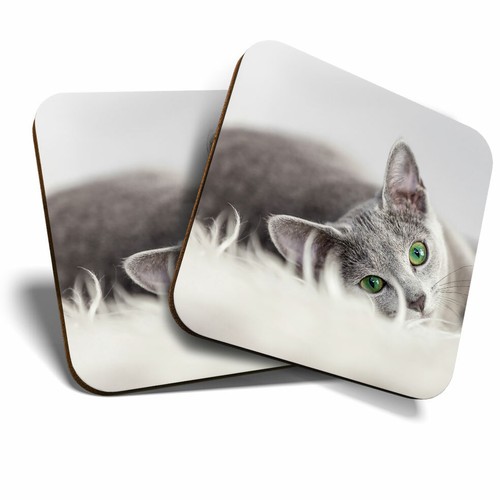 Coasters russian blue - x,