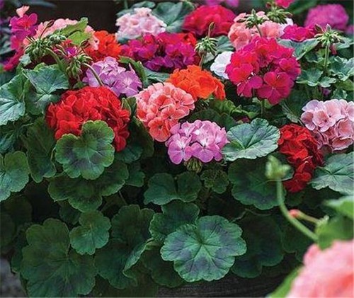 Geranium mixed bedding plants - geranium,
