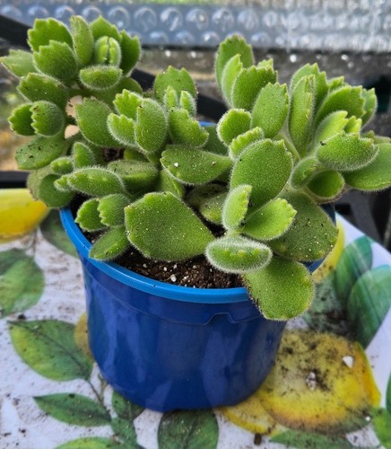 Bear paws cotyledon - bear,