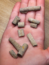 10 Crinoid Fossils Dinosaur