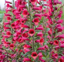 Digitalis 'Illumination