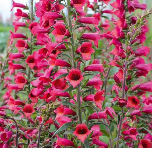 Digitalis illumination - digitalis, 'illumination