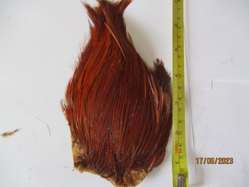 Brown indian cock - brown, cape