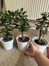 Beautiful Healthy Jade