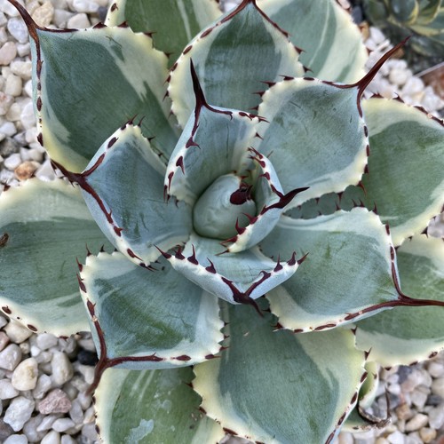 Agave desert dimond - agave, “desert
