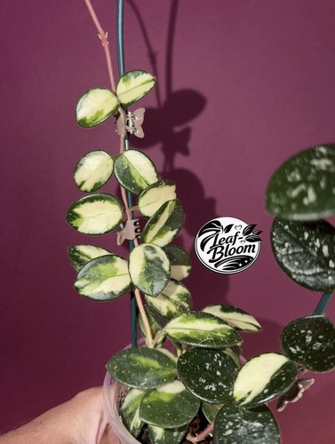 Hoya mathilde variegated - variegated, 1