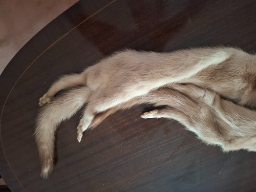 Real genuine fur neck - real,