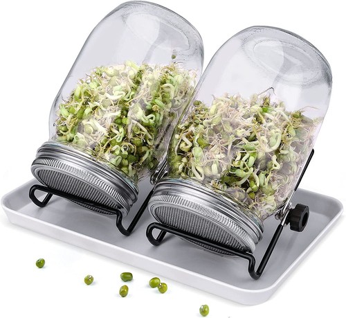 Sprouting mason jars - mason, jars,