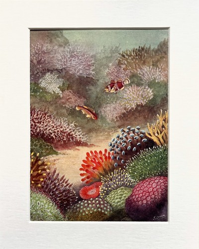 Coral reef clown fish print - &,