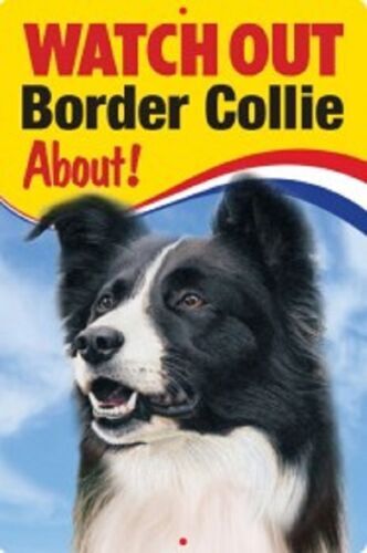 Border collie warning - ,