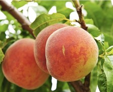 Peach avlon pride cutting Grow