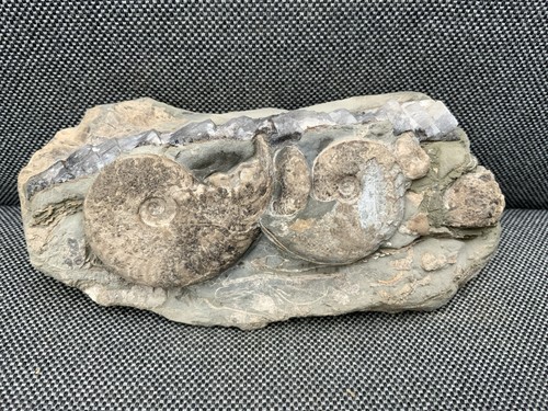 Multi eleganticeras fossil - eleganticeras, sp