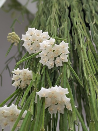 Hoya linearis houseplantwax - hoya,