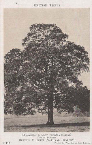British museum postcard - british,