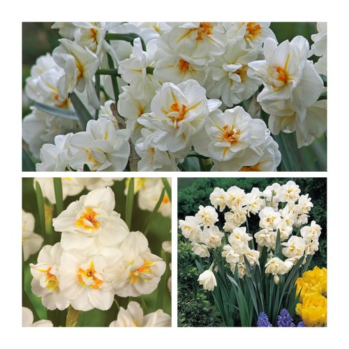 Sir winston churchill daffodil - winston,