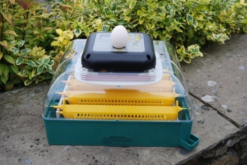Moorlands egg compact - moorlands, 24
