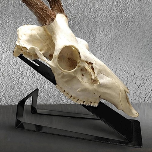 European deer skull mount - skull,