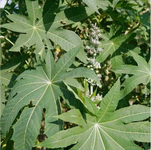 Premium dried castor - premium, leaves