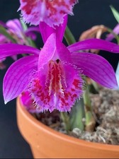 Pleione (Himalayan/Windowsill Orchid) Pink hybrid 253 Flowering Size Bulb x 1