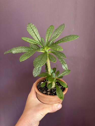 Rare dorstenia gigas - dorstenia,