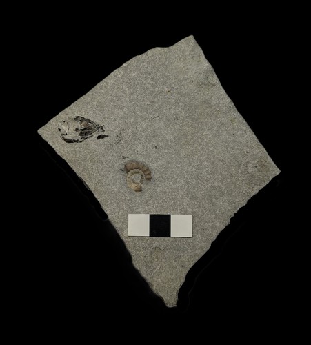 Unprepared ammonite fossil and