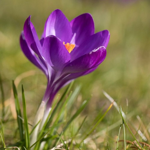 Crocus ruby giant - ruby,