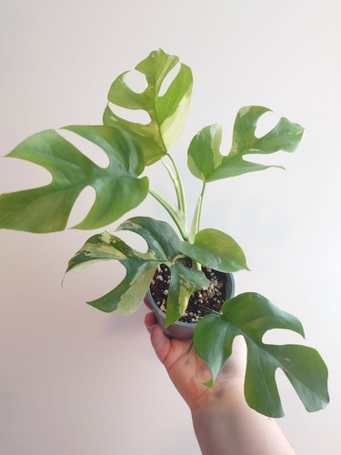 Rhaphidophora tetrasperma - rhaphidophora,
