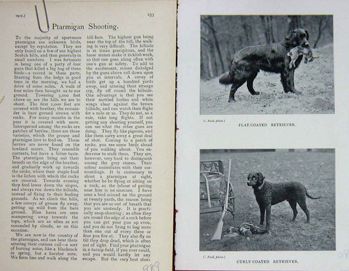 Original old antique print - antique,
