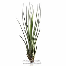 Tillandsia JUNCEA Air plant live indoor house plant 6-7inches