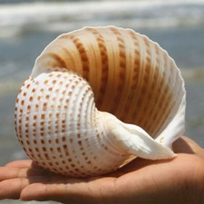 Natural conch shell - conch, aquarium