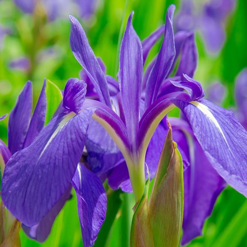 Iris laevigata pond - laevigata,