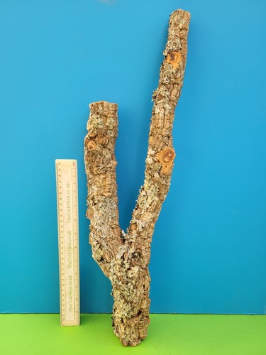 Cork bark branch - cork, snake