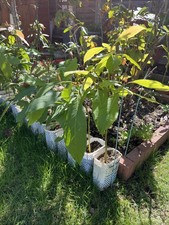 Healthy 2 Years Old Avocado Tree Fruit Sell £5 Each Without Pot