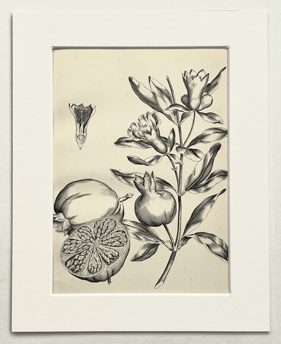 Pomegranate fruit botanical - pomegranate,