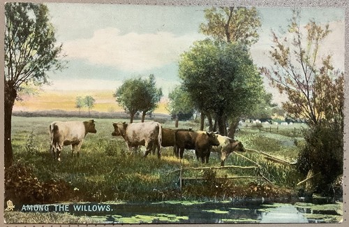 Scottish cattle among - scottish, the