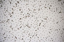 Zentia  Cortega  ( Armstrong)