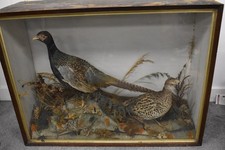 Victorian Taxidermy Common