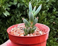 Trichodiadema mirabile, white
